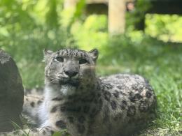 Pantera śnieżna z Opola wyjechała do Francji. Wkrótce w zoo nowy samiec
