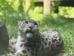 Pantera śnieżna z Opola wyjechała do Francji. Wkrótce w zoo nowy samiec