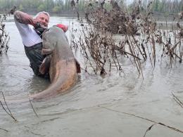 Gigantyczne sumy złowione w Odrze. Ryby miały ponad dwa metry długości