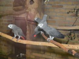 Nocne zwiedzanie zoo przyciągnęło tłumy opolan (Wideo)