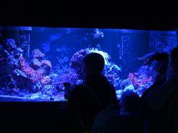 Nocne zwiedzanie zoo przyciągnęło tłumy opolan (Wideo)