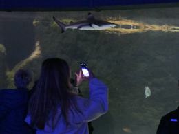 Nocne zwiedzanie zoo przyciągnęło tłumy opolan (Wideo)