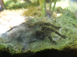 Nocne zwiedzanie zoo przyciągnęło tłumy opolan (Wideo)