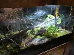 Nocne zwiedzanie zoo przyciągnęło tłumy opolan (Wideo)