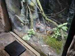 Nocne zwiedzanie zoo przyciągnęło tłumy opolan (Wideo)