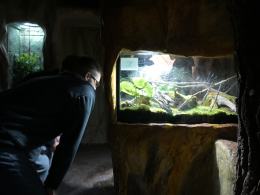 Nocne zwiedzanie zoo przyciągnęło tłumy opolan (Wideo)