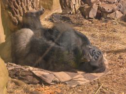 Nocne zwiedzanie zoo przyciągnęło tłumy opolan (Wideo)