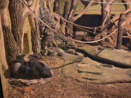 Nocne zwiedzanie zoo przyciągnęło tłumy opolan (Wideo)