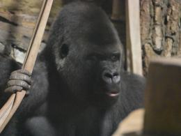 Nocne zwiedzanie zoo przyciągnęło tłumy opolan (Wideo)