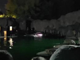 Nocne zwiedzanie zoo przyciągnęło tłumy opolan (Wideo)