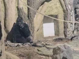 Nocne zwiedzanie zoo przyciągnęło tłumy opolan (Wideo)