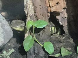 Nocne zwiedzanie zoo przyciągnęło tłumy opolan (Wideo)