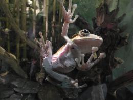 Nocne zwiedzanie zoo przyciągnęło tłumy opolan (Wideo)