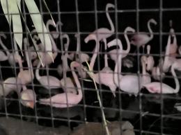 Nocne zwiedzanie zoo przyciągnęło tłumy opolan (Wideo)