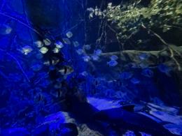 Nocne zwiedzanie zoo przyciągnęło tłumy opolan (Wideo)