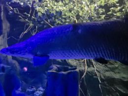 Nocne zwiedzanie zoo przyciągnęło tłumy opolan (Wideo)
