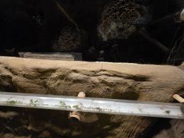 Nocne zwiedzanie zoo przyciągnęło tłumy opolan (Wideo)