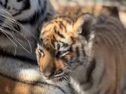 Trudne tygodnie w opolskim zoo. Dwie tygrysice wyzdrowiały, trzecia nie przetrwała