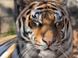 Trudne tygodnie w opolskim zoo. Dwie tygrysice wyzdrowiały, trzecia nie przetrwała
