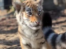 Trudne tygodnie w opolskim zoo. Dwie tygrysice wyzdrowiały, trzecia nie przetrwała