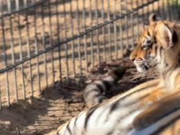 Trudne tygodnie w opolskim zoo. Dwie tygrysice wyzdrowiały, trzecia nie przetrwała
