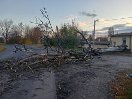 Silny wiatr. Strażacy usuwali powalone drzewa i konary. 25 interwencji