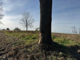 Oślepiony przez słońce uderzył w drzewo