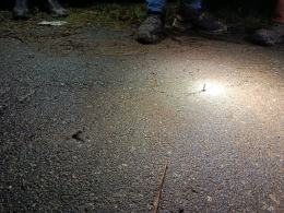 Policja wyjaśnia sprawę metalowych elementów wbitych w jezdnię. Trwa poszukiwanie sprawcy