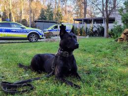 Posterunkowa Lara zakończyła szkolenie. Nowy pies patrolowo-tropiący w opolskiej Policji