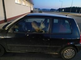 Przejażdżka z sarną na przednim fotelu pasażera