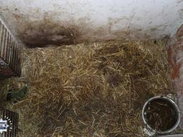 Zwierzęta w fatalnych warunkach, narkotyki i broń. 37-latek z Brzegu przed sądem