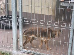 Los Hope nie pozostał obojętny. Do opolskiego schroniska napływają zgłoszenia WIDEO