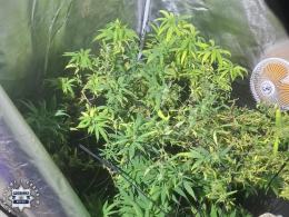 Na parapecie konopie indyjskie, a na półkach w lodówce amfetamina i marihuana