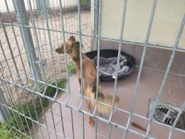 Los Hope nie pozostał obojętny. Do opolskiego schroniska napływają zgłoszenia WIDEO