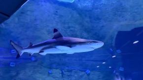 Nowi mieszkańcy Zoo Opole: czarnopłetwe żarłacze rafowe już na miejscu