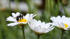 Czarna pszczoła coraz częściej w Polsce. Skutki ocieplenia klimatu