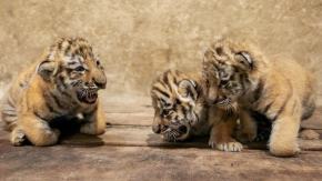 Wielkie święto w Opolskim ZOO. Trzy małe królowe tajgi przyszły na świat