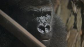 Nocne zwiedzanie zoo przyciągnęło tłumy opolan (Wideo)