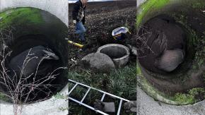 Poranny spacer zakończony akcją ratunkową. Borsuk uratowany dzięki czujności psa