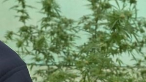 Nielegalna uprawa konopii w Kietrzu namierzona i zlikwidowana