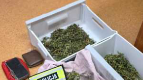 Jeden uciekł z ośrodka, drugi uprawiał konopie w mieszkaniu. Obaj już są w rękach policji