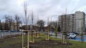 Nowe nasadzenia w Opolu. Sześć firm zgłosiło się do przetargu MZD