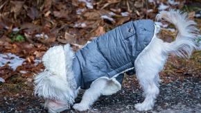 Ekspertka weterynarii ostrzega przed modą na ubranka dla psów