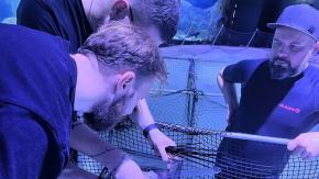 Sukces hodowlany w opolskim zoo. Pierwsze w Europie narodziny płaszczek Urobatis jamaicensis