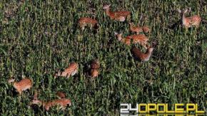 Jelenie sika z Opolszczyzny wyeliminowane. PZŁ wyjaśnia, dlaczego nie było innej opcji