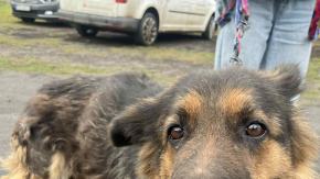 Pseudohodowle nie znikną, dopóki kupujemy. Lala ma 9 lat i pierwszy raz w życiu ma imię