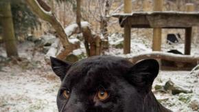 Zoo Opole apeluje przed sylwestrem. "Dla zwierząt to noc strachu i zagrożenia"