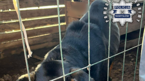 Skrajnie zaniedbany pies odebrany właścicielowi