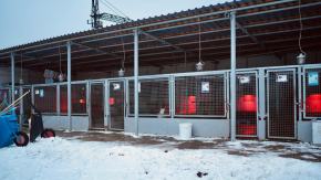 Schroniska dla zwierząt pod stałym nadzorem. Zimą kontrole zostały wzmocnione