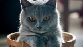 Międzynarodowy Dzień Kota. Dlaczego wciąż nas fascynują?Zobacz memy